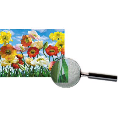 Фотообои ОРТО